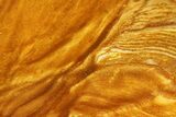 Polished Golden Picture Jasper Section - Nevada #144957-1